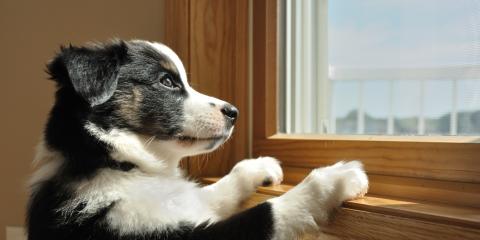pets and security systems